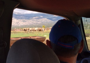 Gran día en la ganadería de Aurelio Hernando junto a A.C.T. Sierra del Guadarrama